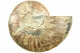 Cut & Polished Ammonite Fossil (Half) - Crystal Filled Chambers #208654-1